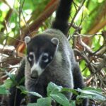 Corcovado Sirena Station Overnight - The Sum Up