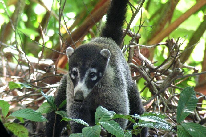 Corcovado Sirena Station Overnight - The Sum Up