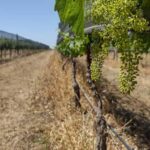 Córdoba: Wine Tour Privado a Colonia Caroya - Día completo - Who Will Appreciate This Tour?