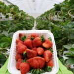 Corso Lecheria Tour - Who Should Consider This Tour?