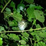 Costa Rica Night Walk Tour - Price and Value Analysis