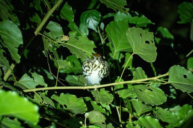 Costa Rica Night Walk Tour - Price and Value Analysis