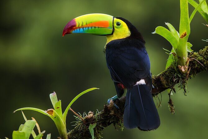 Costa Rica Pura Vida 8 Days and 7 Nights (Minimum 2 people) - Final Thoughts: Who Should Consider This Tour?