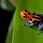 Costa Rica Top Adventure 8D/7N Vacation Package - Authentic Experiences and Practical Details