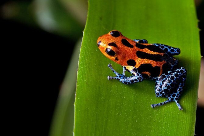 Costa Rica Top Adventure 8D/7N Vacation Package - Authentic Experiences and Practical Details