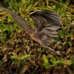 Costa Rican Wildlife: Palo Verde National Park Private Tour - Why This Tour Offers Good Value