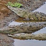 Crocodile Jungle River Safari & Puntarenas Cultural Highlights - An In-Depth Look at the Itinerary