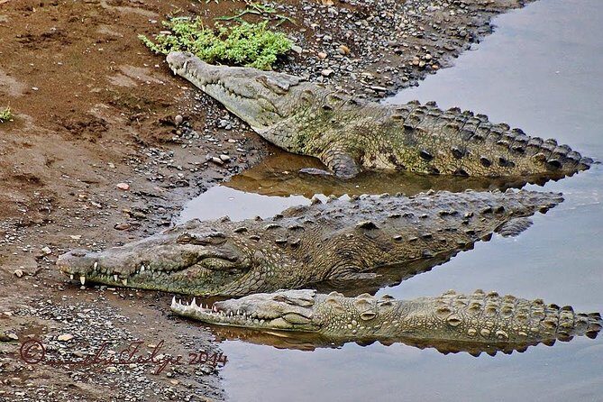 Crocodile Jungle River Safari & Puntarenas Cultural Highlights - An In-Depth Look at the Itinerary
