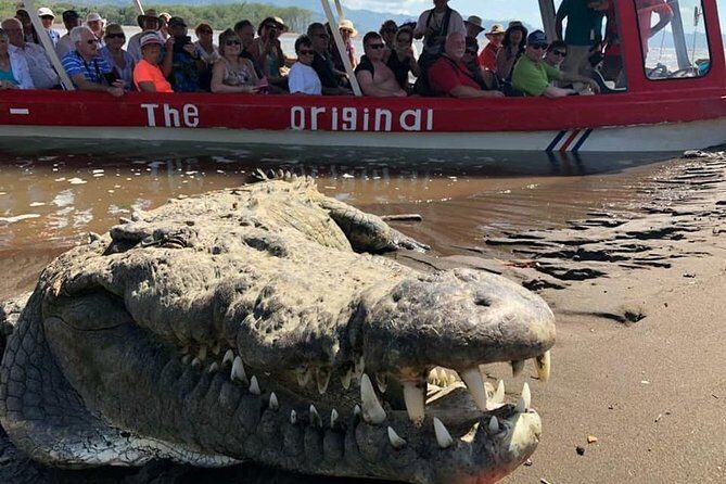 Crocodile Man Tour THE ORIGINAL - Who Will Love the Crocodile Man Tour?