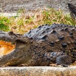 Crocodile Safari/Pelican Bar Combo. - Who Will Love This Tour?