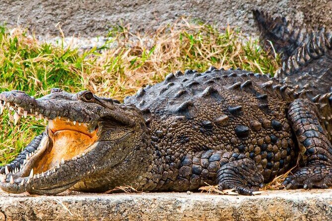Crocodile Safari/Pelican Bar Combo. - Who Will Love This Tour?