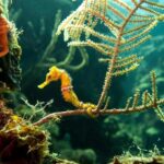 Cruise Excursion  2 Scuba Dives with transport (for certified divers) - Who Will Love This Tour?