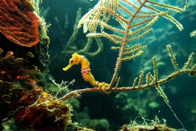 Cruise Excursion  2 Scuba Dives with transport (for certified divers) - Who Will Love This Tour?