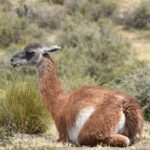 Cruise excursion to Punta Tombo from Puerto Madryn - Frequently Asked Questions