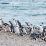 Cruise Shore Exc. Ea San Lorenzo (Penguins) Lunch Included - A Deep Dive into the San Lorenzo and Peninsula Valdes Experience