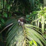Cruise Shore Excursion Panama: Wildlife Gatun lake - Real Traveler Insights & Experiences