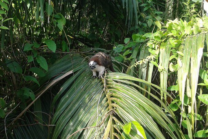 Cruise Shore Excursion Panama: Wildlife Gatun lake - Real Traveler Insights & Experiences