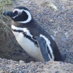 Cruise Shore Excursion Peninsula Valdes - Pto Madryn - Patagonia - Argentina - Who Is This Tour Best For?