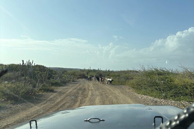 Curacao Private Jeep Off-Road Tour to Swimming with Sea Turtles - Final Thoughts