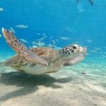 Curacao Sea Turtle Swim and West Side Natural Highlights - The Real Experience: Authenticity and Practicality