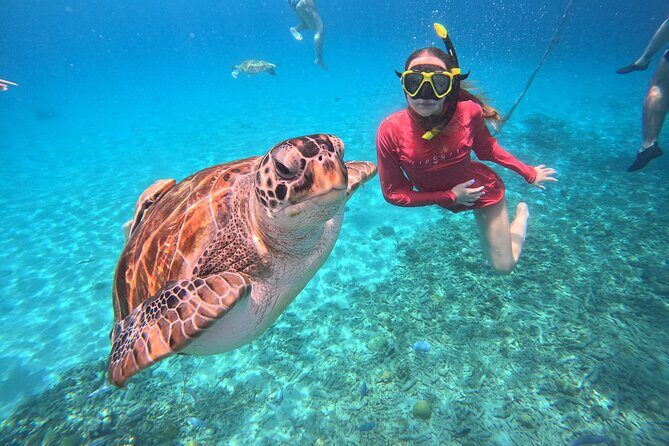 Curacao: Swimming with Sea Turtles meets Sea turtle beach - The Sum Up: Is This Tour Right for You?