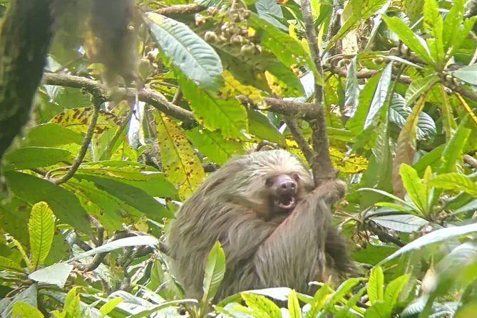 Curi-cancha Bird-Watching tour semi private - FAQs