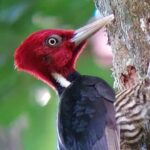 Curicancha Birdwatching Tour - Authentic Perspectives from Past Travelers