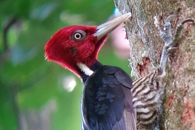 Curicancha Birdwatching Tour - Authentic Perspectives from Past Travelers