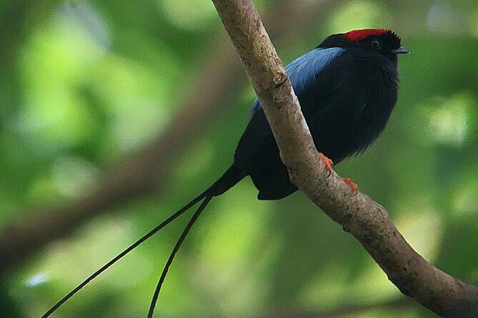 Curicancha Birdwatching Tour - Who Will Get the Most Out of This Tour?