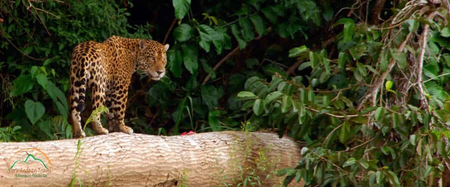 Cusco: 3-Day Manu National Park and Amazon Fauna Tour - FAQs