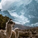 Cusco: 5-Day Guided Trek to Machu Picchu with Mule and Tent - Frequently Asked Questions