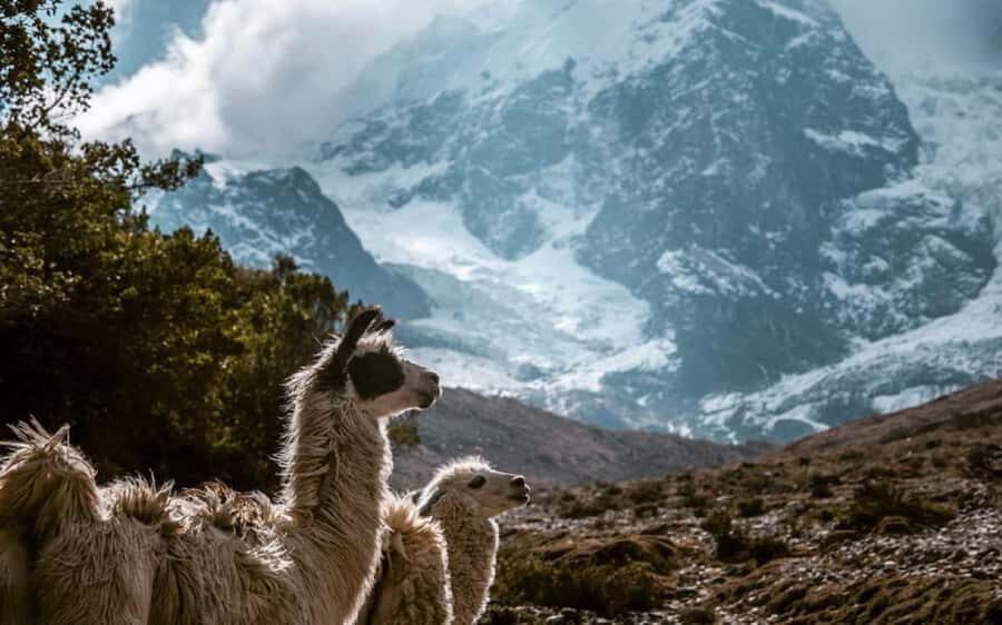 Cusco: 5-Day Guided Trek to Machu Picchu with Mule and Tent - Frequently Asked Questions