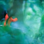 Cusco 5-Day Manu National Park and Amazon Rainforest Tour - Wildlife and Experiences