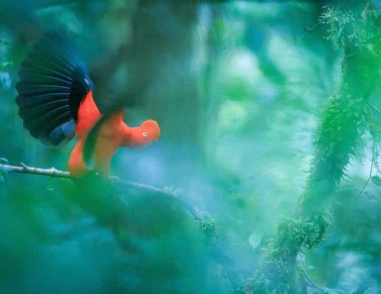 Cusco 5-Day Manu National Park and Amazon Rainforest Tour - Wildlife and Experiences