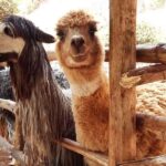 Cusco: Alpaca and Llama Farm Tour and Weaving Demonstration - Is This Tour Worth It?