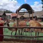 Cusco: Alpaca and Llama Farm Tour w/ Transfer & Weaving Demo - A Detailed Look at the Farm Tour Experience