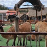 Cusco: Alpaca and Llama Farm Tour w/ Transfer & Weaving Demo - Authenticity and Authentic Experiences