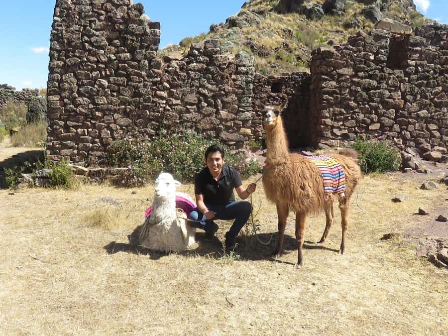 Cusco: Alpaca Therapy in the Cuyo Chico community |Half day| - In-Depth Review of the Alpaca Therapy Tour