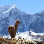 Cusco: Ausangate Tour, seven lakes with lunch - What Makes This Tour Special?