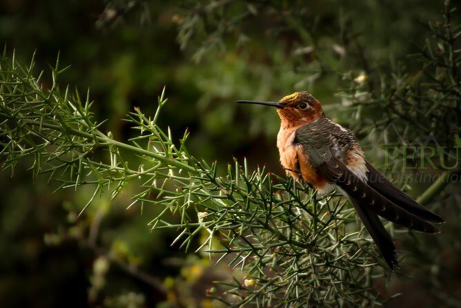 Cusco Birdwatching at Balcón del Diablo (Halfday) - The Sum Up