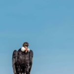 Cusco: Chonta Canyon and Condor Flight Tour with Lunch - Practical Details and Tips