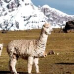 Cusco: Day trip to the 7 Ausangate Lagoons with lunch - Final Thoughts: Who Should Book This Tour?