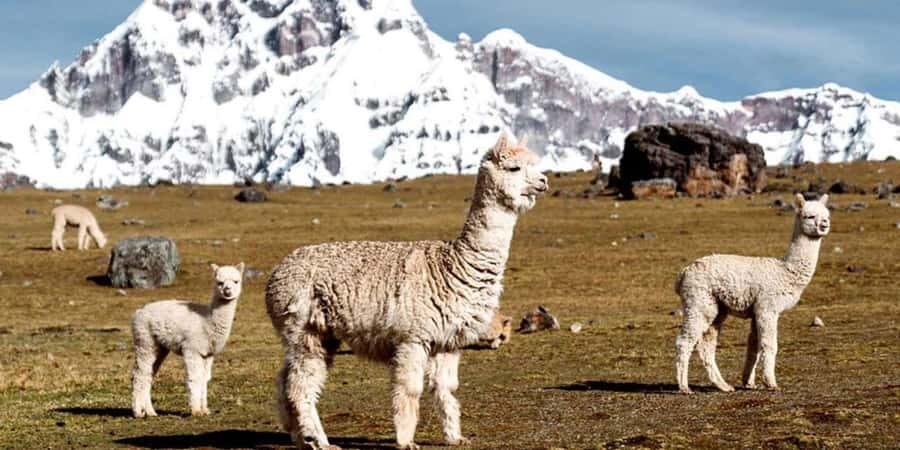 Cusco: Day trip to the 7 Ausangate Lagoons with lunch - Final Thoughts: Who Should Book This Tour?