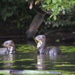 Cusco: Excursion to Manu National Park with Accommodation - What Sets This Tour Apart?