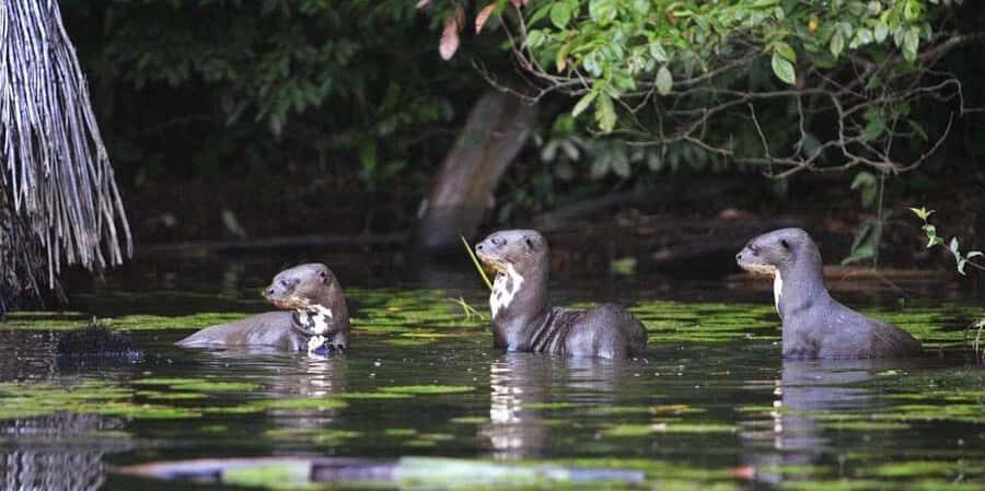 Cusco: Excursion to Manu National Park with Accommodation - What Sets This Tour Apart?