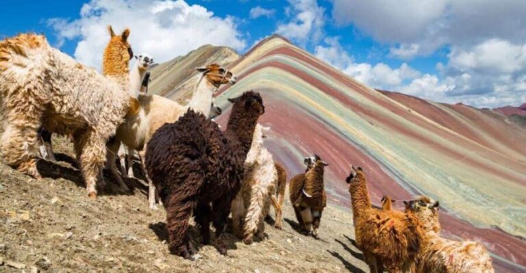 Cusco: Excursion to Rainbow Mountain | full day | - Detailed Considerations for Travelers