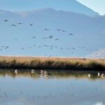 Cusco: Huacarpay Lake Bird Watching Tour with Breakfast - Breakfast with a View