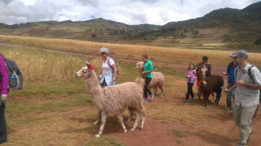 Cusco: Llama and Alpaca Trekking in the Sacred Valley - The Itinerary in Detail
