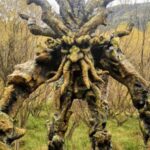 Cusco Mystic | Huasao, Valley of the Elves, Morada | - Detailed Review of the Cusco Mystic Tour