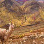 Cusco : Palcoyo - Rainbow Mountain Hidden Sister - A Closer Look at the Palcoyo Rainbow Mountain Tour